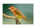 8948 summer tanager (1st year)